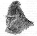 Fig. 16: Oinopithecus niger in behaglicher Stellung