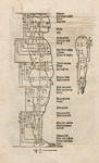 Drer, Fol. F vj v