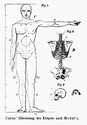 Fritsch 1895, Fig. 4, nach Carus