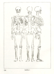 Wilke, S. 116 Skelett